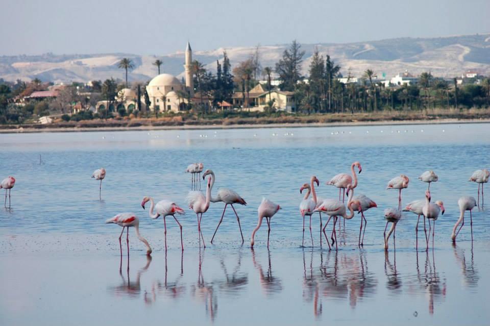 Penelope Court Apartment 102 Larnaca Buitenkant foto